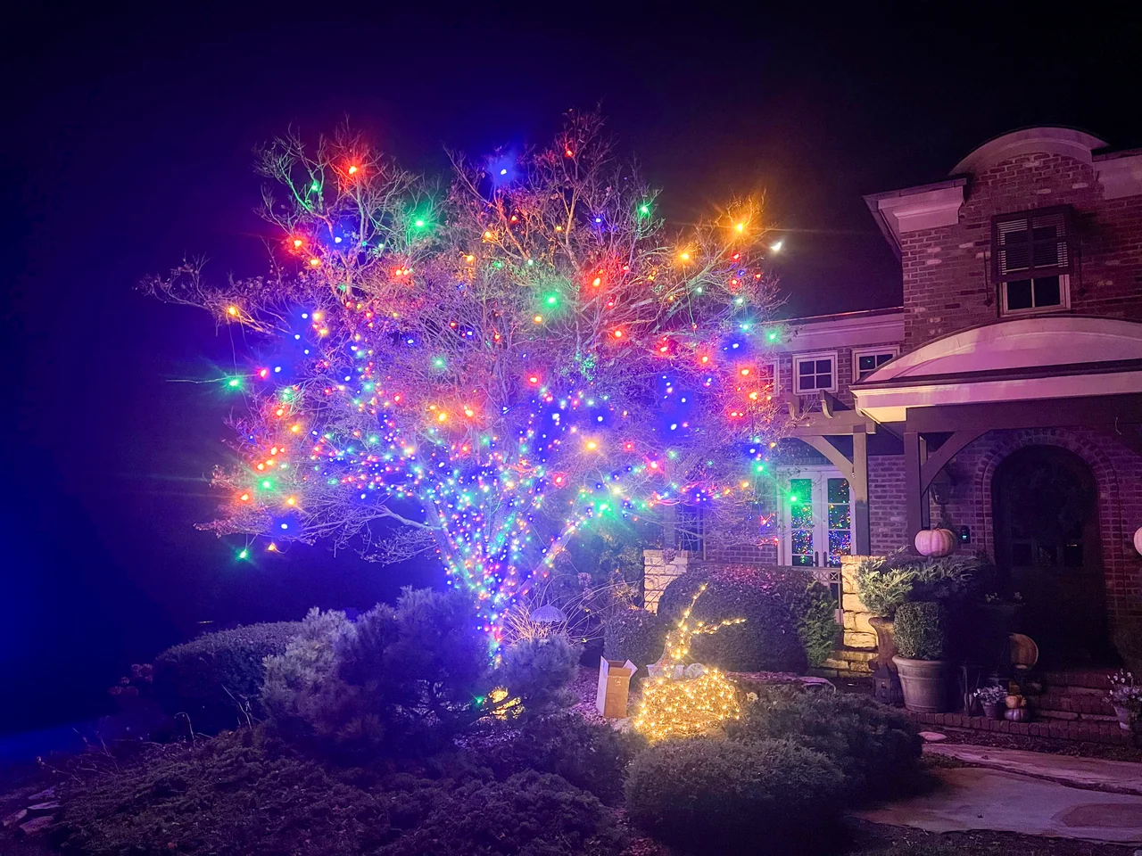 A front-yard tree decorated with multicolored Christmas lights